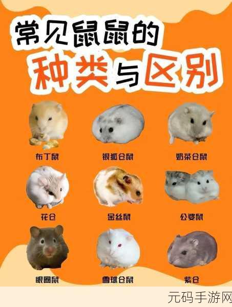仓鼠控必追!深夜的仓鼠Bar萌翻你的经营之旅正式开启