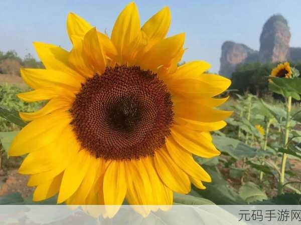 向日葵视频站长：1. 向日葵视频：探索更多精彩内容的无限可能