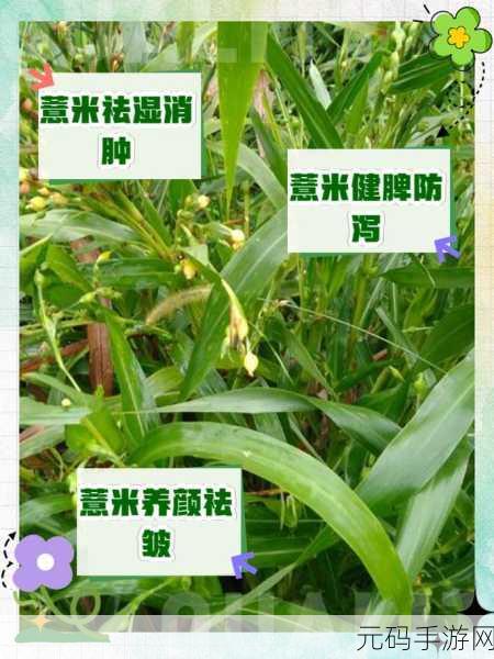 江南百景图中薏米的神奇作用与获取秘籍