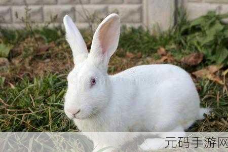 同桌两个大白兔子又大又软在衬衫里抖来抖去：1. 同桌的可爱大白兔，让人心生欢喜