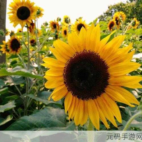 锵锵锵锵锵锵桐：1. 锵锵锵：探索桐的多样魅力与文化