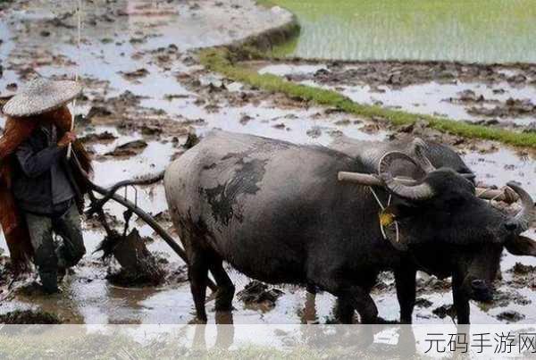 儿耕妈荒废的田:1. 《儿耕妈荒废的田:乡村生活的新启示