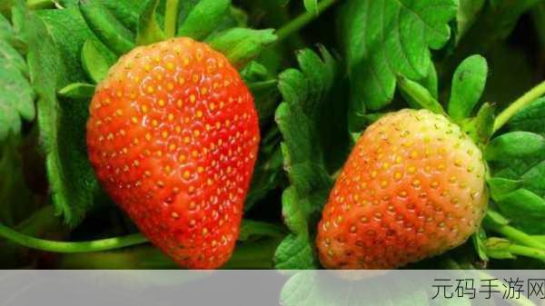 草莓视频VlP:1. 草莓视频VIP:畅享无广告高清视听盛宴