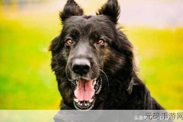 小萝莉把第一次交给了大黑狗:1. 小萝莉与大黑狗的奇妙初体验