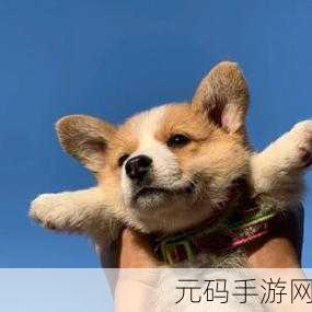 萌宠治愈新选择，养只小黄鸡游戏上线，轻松休闲等你来体验