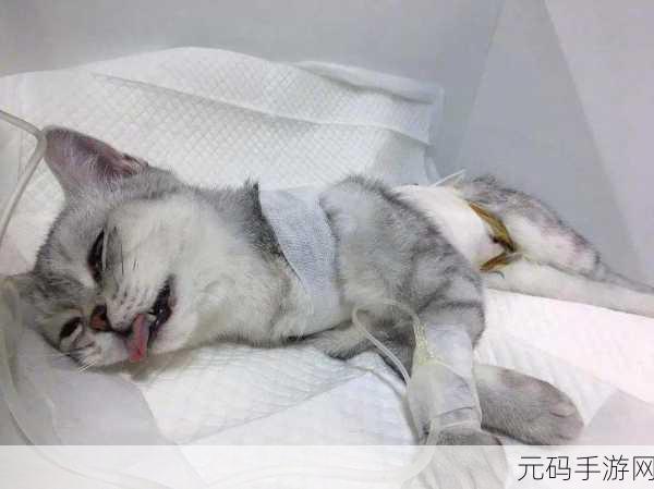 探秘喵星球,神秘猫咪字典完整版温馨上线,治愈你的每一个日常