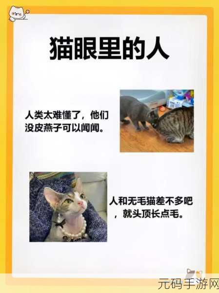 探游新作猫与密室，一场喵星人与智慧碰撞的解谜盛宴