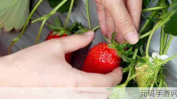 草莓视频污无限:1. 草莓视频:无限畅享,探索更多精彩内容