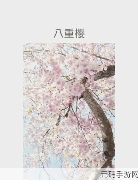 天降女子从2楼掉下来了八重樱:1. 从二楼坠落的八重樱:命运的转折