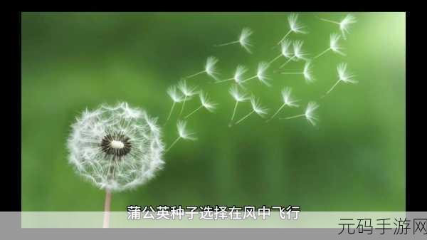 种子搜索引擎:当然可以!以下是一些基于“种子搜索引擎”的新标题建议,每个标题都不少于10个字: