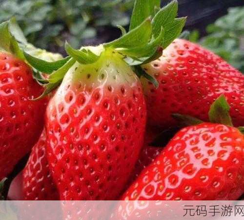 草莓视频4040：当然可以！以下是一些基于“草莓视频4040”的新标题建议：