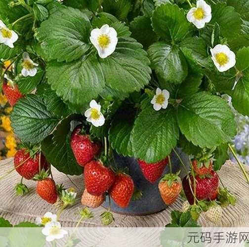 草莓视频4040：当然可以！以下是一些基于“草莓视频4040”的新标题建议：
