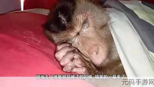 二人生猴子全程不盖被子黄:1. "二人共度无被子之夜,猴子的奇妙冒险