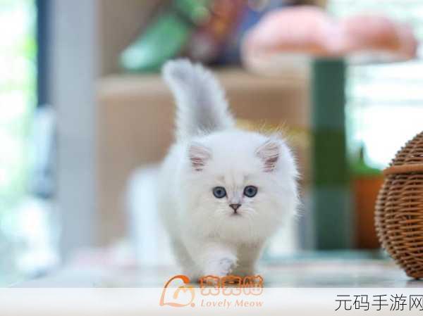 奇喵世界新风尚，虚拟养猫也能赚外快，奇喵冒险APP等你来探秘！