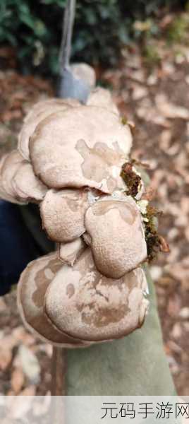 黑料蘑菇吃瓜:1. 黑料蘑菇揭秘:娱乐圈那些不为人知的秘密