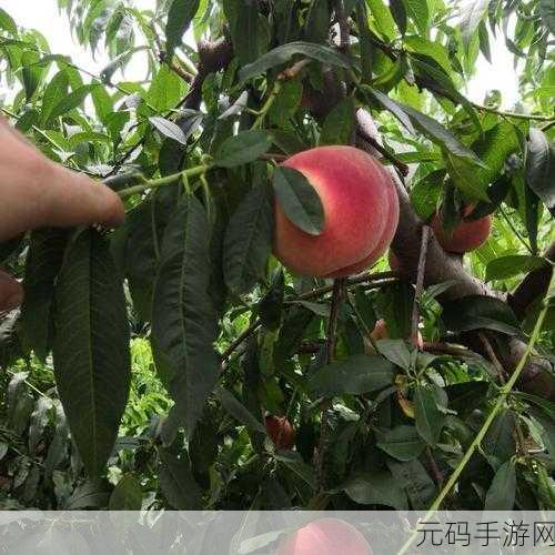 红桃国产:1. 红桃产业链全景解析与市场前景展望