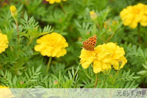 花蝴蝶视频下载:1. 花蝴蝶视频下载:畅享高清视觉盛宴