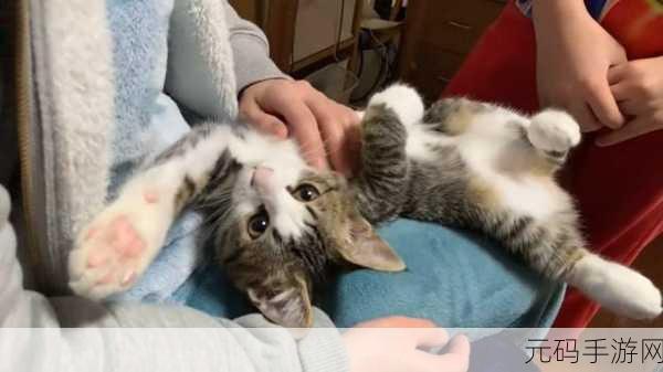 萌宠对决新纪元,猫咪战车大战iPad版震撼上线,开启趣味休闲益智对战新篇章