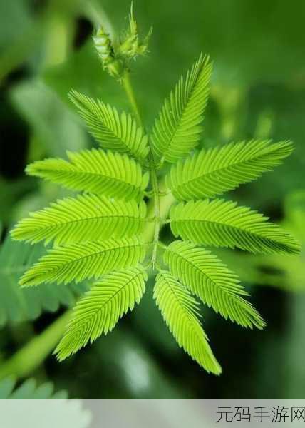 含羞草2024隐藏途径：1. 含羞草的秘密：探寻自然界中的神秘机制