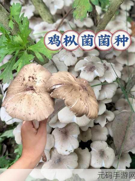 精产国蘑菇品一二三产品区：1. 精产国蘑菇：自然的馈赠，健康的选择
