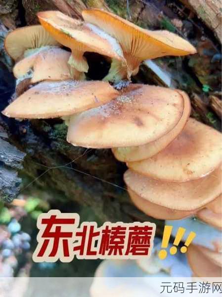 精产国蘑菇品一二三产品区：1. 精产国蘑菇：自然的馈赠，健康的选择