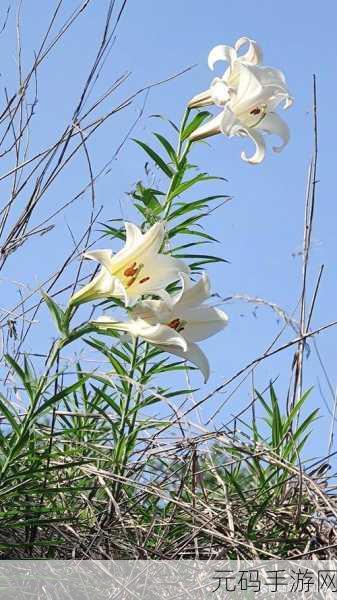 桃源深处有人家,百合花种解锁等级大揭秘