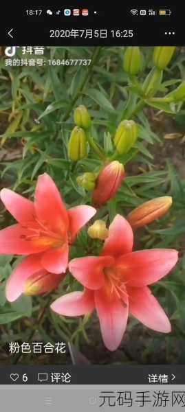 桃源深处有人家,百合花种解锁等级大揭秘