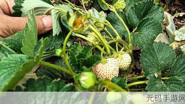 草莓视频黄页:1. 草莓视频:探索无尽精彩与乐趣的世界