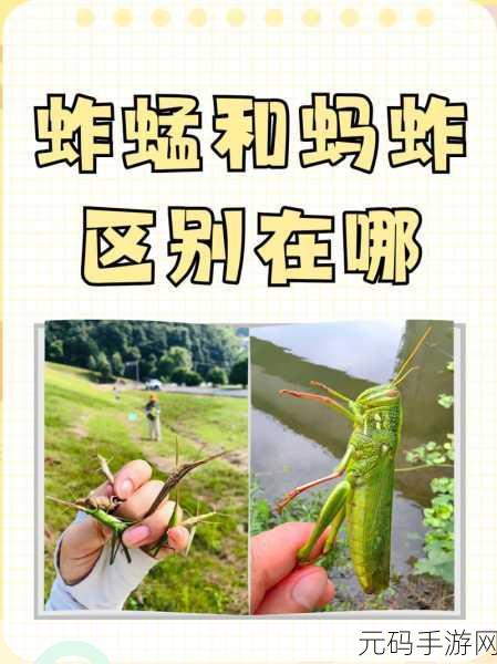无人区编码6229Jm央视蚱蜢:“探索无人区:揭秘6229Jm与蚱蜢的未来”