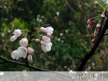 召唤出来的恶魔居然是养母樱花：1. 召唤恶魔后，我的养母竟然是樱花