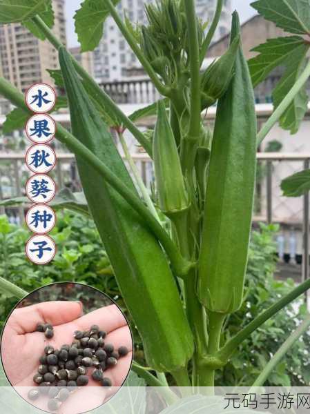 草莓香蕉绿巨人秋葵:1. 草莓香蕉绿巨人秋葵:健康饮食的新选择