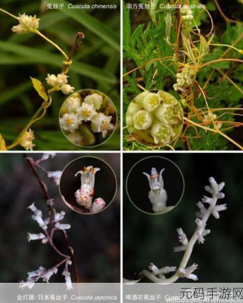 山海镜花菟丝子灵阵效果全揭秘 助你称霸游戏世界