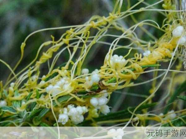 山海镜花菟丝子灵阵效果全揭秘 助你称霸游戏世界