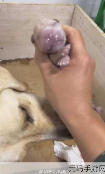 狗和人类dna：1. ＂犬类与人类DNA的奇妙联系探索