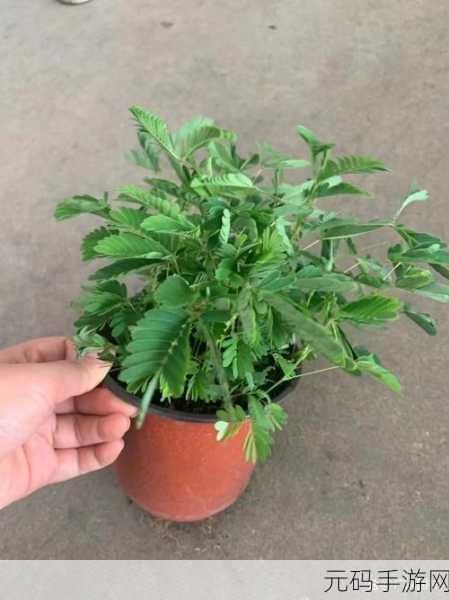 含羞草实验究究所隐藏路线：1. 含羞草实验：探寻植物反应背后的秘密