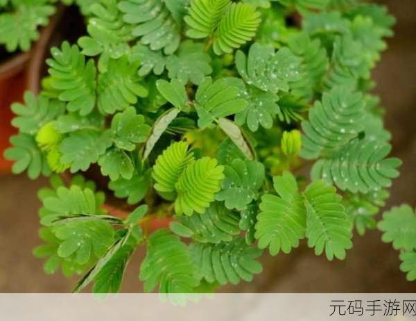 含羞草实验究究所隐藏路线：1. 含羞草实验：探寻植物反应背后的秘密
