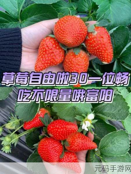 草莓视频成人大片：1. 草莓视频：探索禁忌之旅的激情与欲望