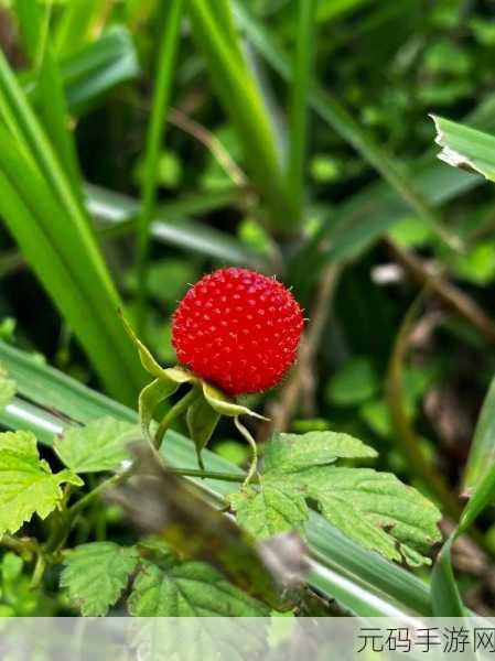 草莓小视频：1. 草莓小视频：探索甜美果实的世界