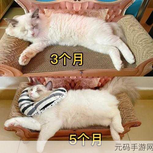 哈啊身体怎么变得越来越奇怪了:1. 哈啊身体的奇异变化:揭秘背后的原因