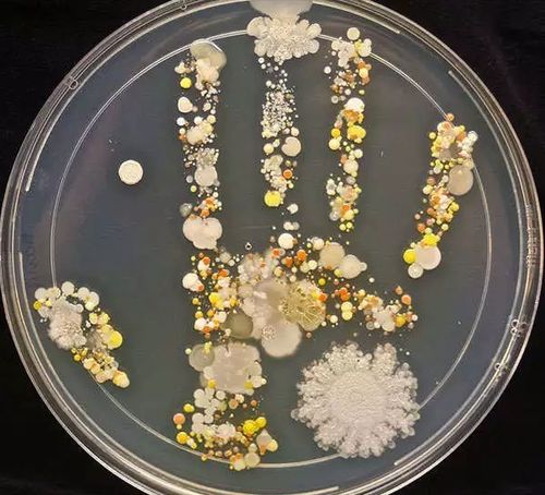 微生物世界奇遇，探索微生物模拟器手机版中文版的吞噬进化之旅