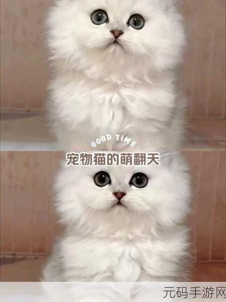 萌力全开!可爱Kitty猫汉化版撸猫游戏甜蜜上线,快来领养你的专属萌宠