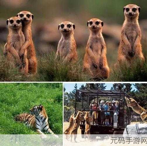 俄罗斯堆动物风靡全球，儿童认知新宠，寓教于乐的动物世界探险