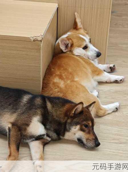 萌犬拼图乐，解锁智慧与乐趣的双重冒险之旅