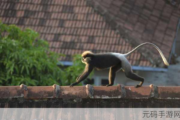 猴子乐园大冒险,水果狂欢,敏捷点击挑战等你来战!