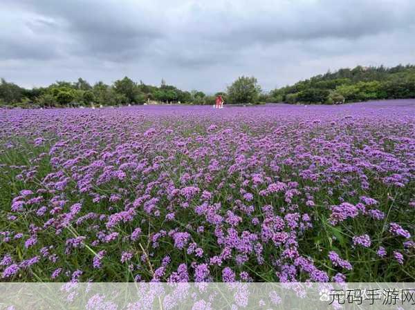 富贵花园,打造梦幻花田,秒提现开启养花赚钱新纪元
