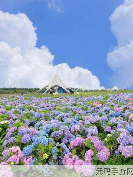 富贵花园,打造梦幻花田,秒提现开启养花赚钱新纪元
