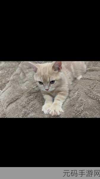 萌力全开!猫咪真的超可爱安卓版暖心上线,黑白简约治愈你的日常