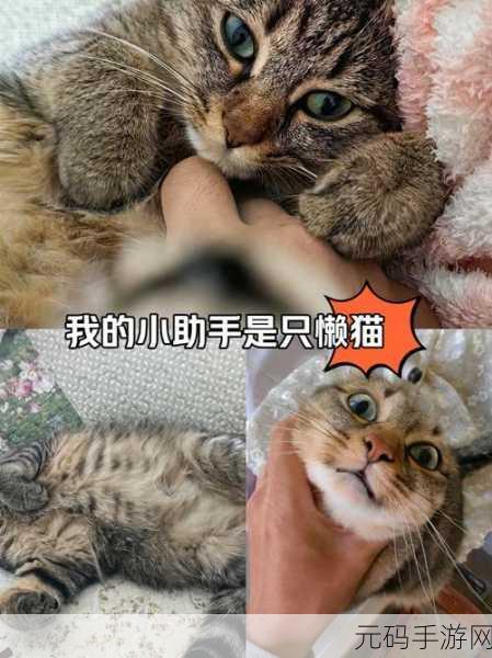 喵喵启示录,萌宠猫咪的治愈经营之旅