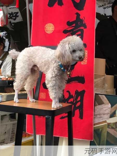 萌宠治愈新体验,与小猫在一起iOS版温馨上线,养成爱好者的不二之选