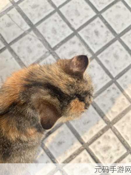 萌宠降临!虚拟猫咪咪安卓版上线,开启你的云养猫新篇章